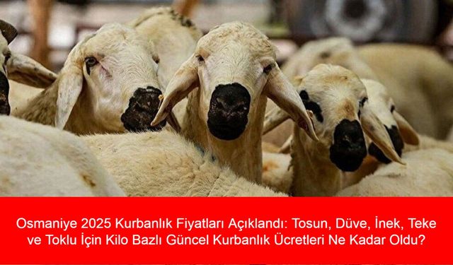 Osmaniye 2025 Kurbanlık Fiyatları Açıklandı: Tosun, Düve, İnek, Teke ve Toklu İçin Kilo Bazlı Güncel Kurbanlık Ücretleri Ne Kadar Oldu?