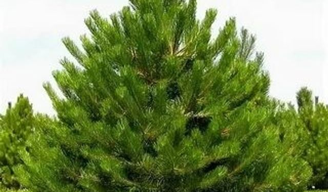 Rüyada Çam Ağacı Görmek Ne Anlama Gelir? Hayatınızda Neleri Değiştirebilir?
