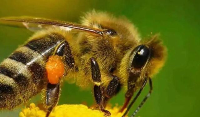 Rüyada Arı Görmek Ne Anlatmak İstiyor? Bilinçaltınız Size Ne Mesaj Veriyor?