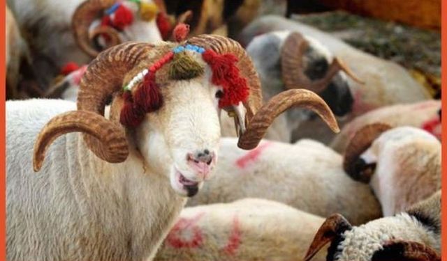 Kurban Kesimiyle İlgili En Çok Merak Edilen 20 Soruya Cevabınız Var mı?