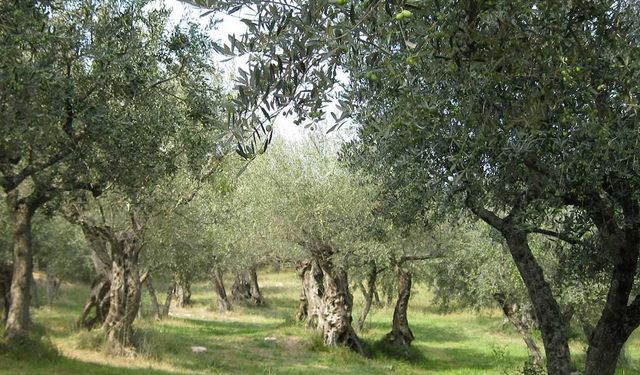 Sadece Zeytin Ağaçları mı Tehlikede, Yoksa Türkiye’nin Ormanları, Meraları ve Tarım Alanları da Geri Dönülmez Bir Yıkıma mı Sürükleniyor?