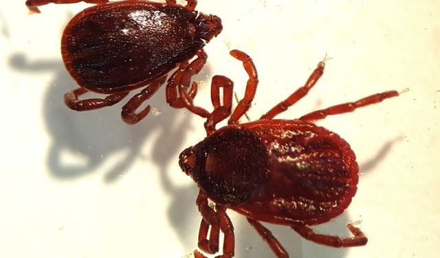 KKKA Virüsü İstanbul’da Görüldü mü? Uzmanlar Hangi Kene Türüne Karşı Uyardı?