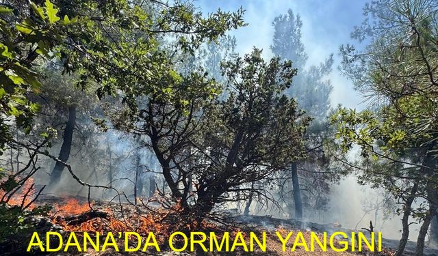 Son Dakika: Adana Feke’de Orman Yangını! Havadan ve Karadan Mücadele Devam Ediyor