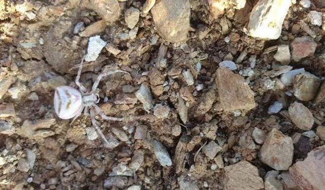 Yalova’da İnsan Yüzlü Örümcek Şaşkınlığı! Bahçede Görüldü, Görüntüler Sosyal Medyada Viral Oldu