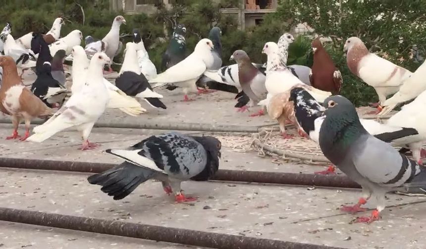 Karışma Sezonu Başlıyor Güvercin Severler Bir Araya Geliyor