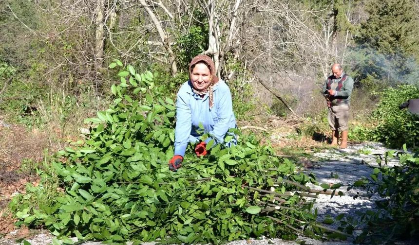 Osmaniye'den Dünyaya: Defne Yaprağının Yolculuğu Başladı