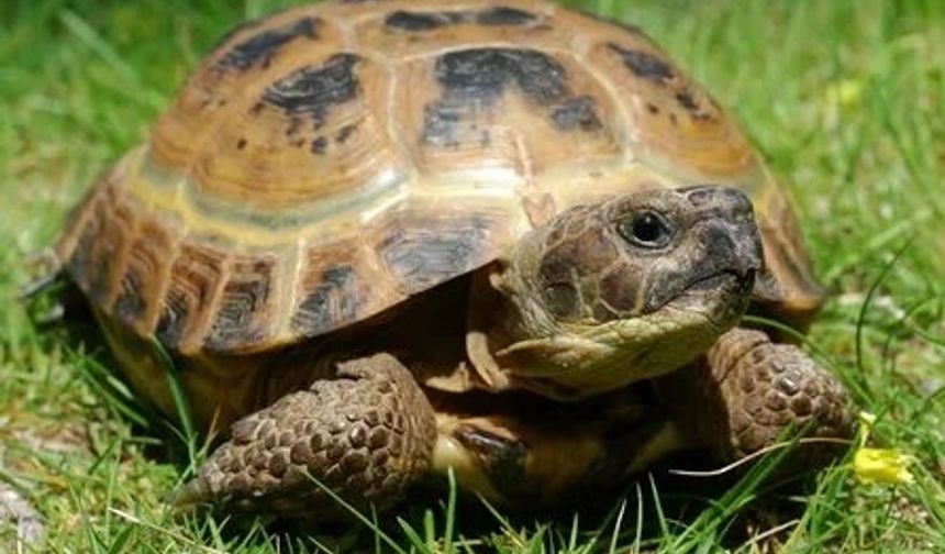 Rüyada Kaplumbağa Görmek Ne Anlatmak İster? Hayatınızda Hangi Değişimlerin Habercisi?