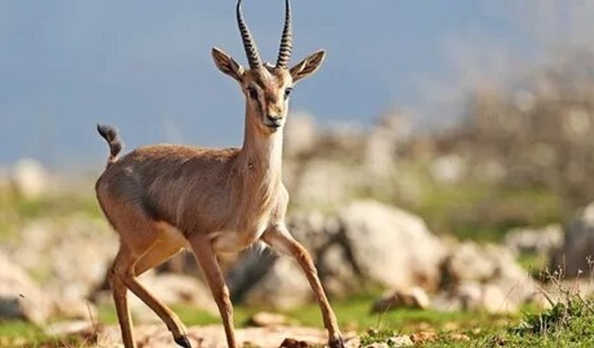 HATAY DAĞ CEYLANI; Yok Olmaktan Nasıl Kurtarıldı? Hatay Dağ Ceylanı Sayısı Artıyor mu?