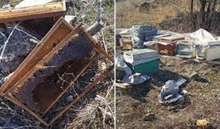 Osmaniye’deki Ayı Saldırısı Arıcılığı Bitirir mi? Ayılar Aç Kaldığında İlk Hedef Arıcılar mı Oluyor?