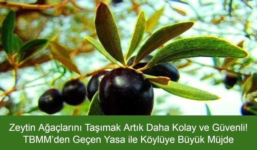 Zeytin Ağaçlarını Taşımak Artık Daha Kolay ve Güvenli! TBMM’den Geçen Yasa ile Köylüye Büyük Müjde