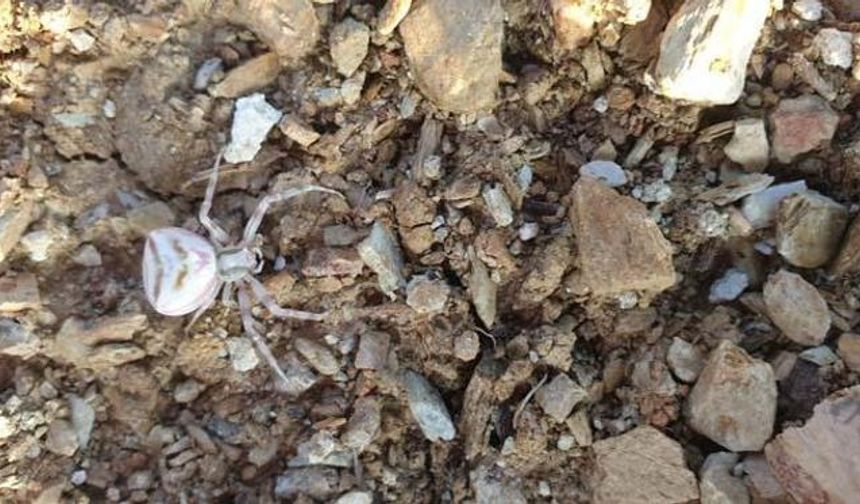 Yalova’da İnsan Yüzlü Örümcek Şaşkınlığı! Bahçede Görüldü, Görüntüler Sosyal Medyada Viral Oldu