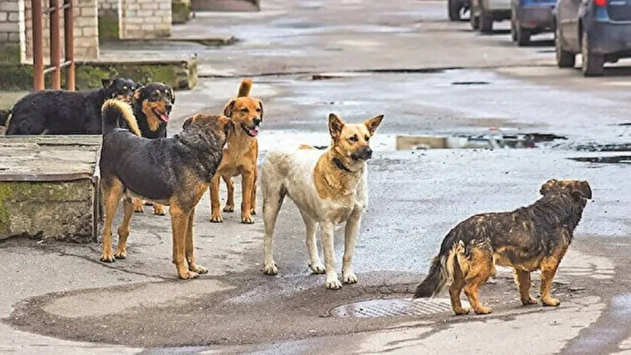 Yasa Teklifinde Detaylar Belli Oldu Sahiplenilmeyen Sokak Kopekleri Uyutulacak Pw8M