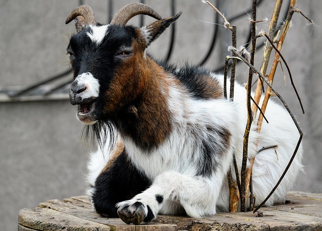 African Pygmy Goat 7462776 640