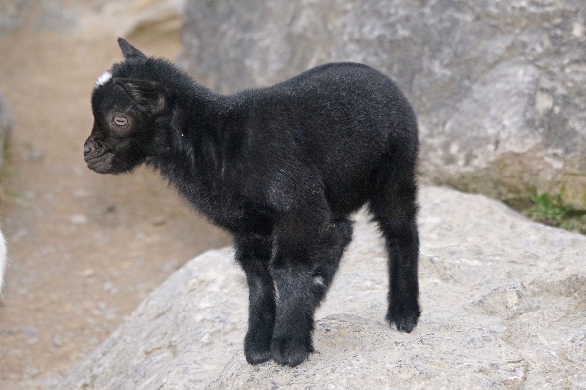 Goat Dwarf Goat West Africa Cute