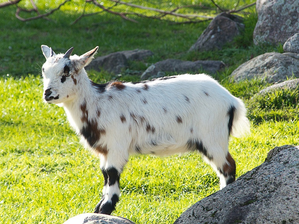 West African Pygmy Goat 7485096