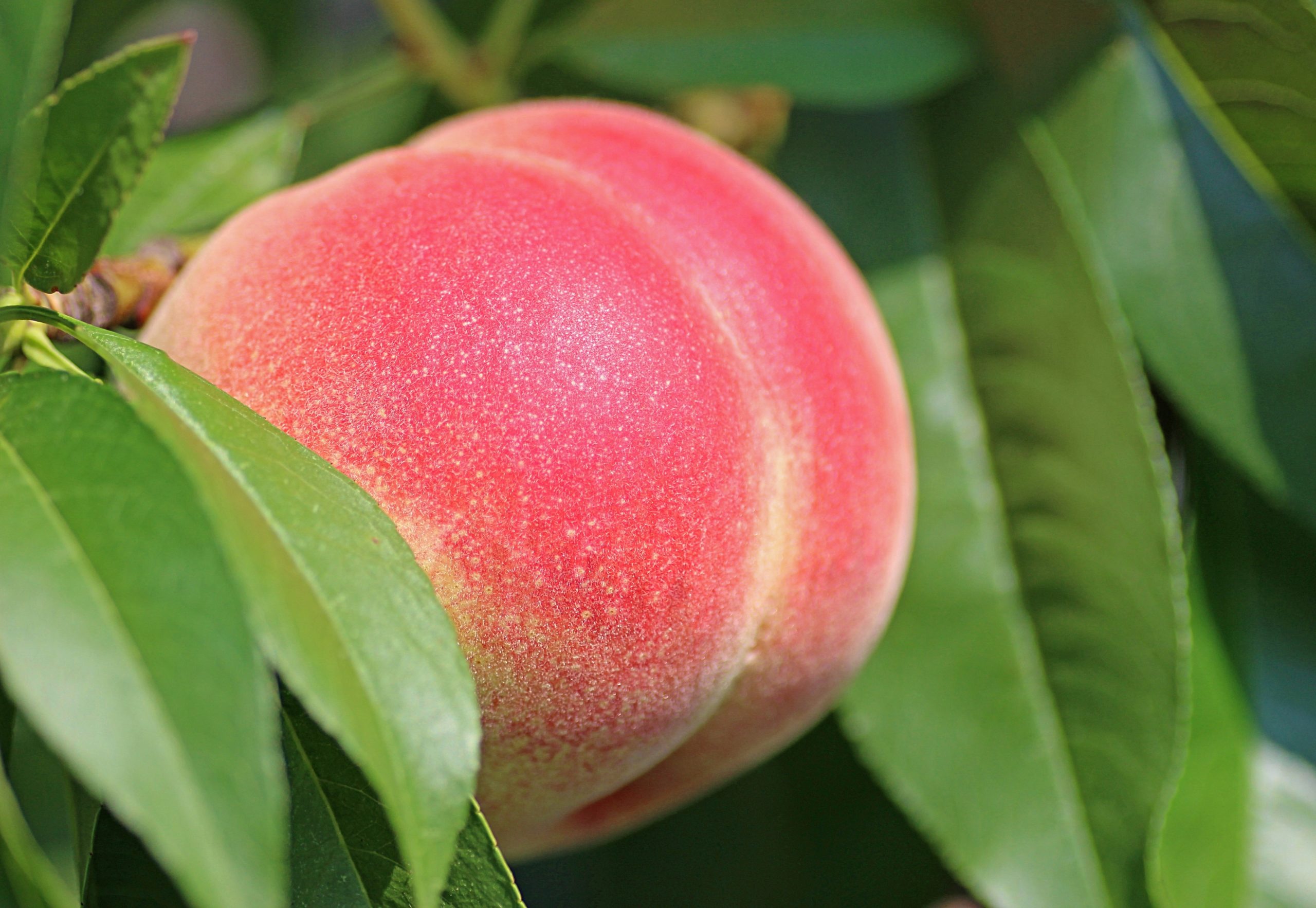 Canva Peach Fruit In A Tree Scal