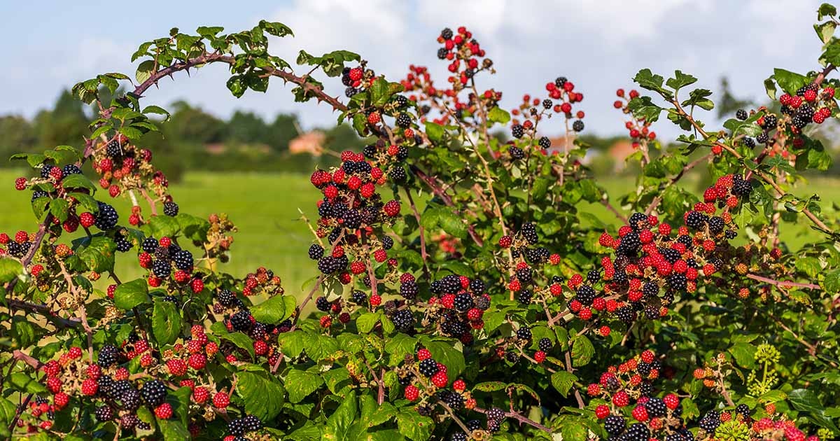 How To Prune Blackberries F B