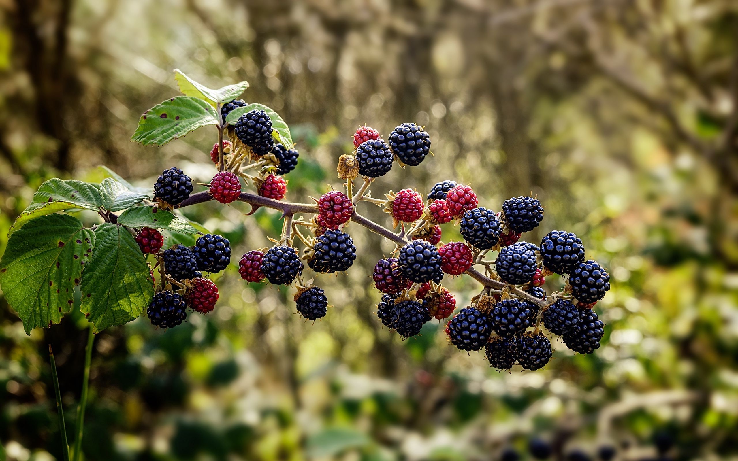 Raspberries Blackberries Berries