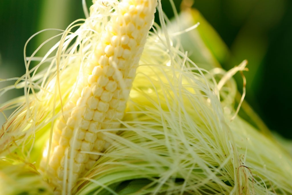 Corn Field G L B R C 12 3812 1024X68