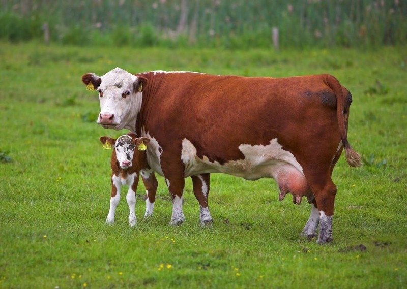 Mother Cow And Little Calf Sugnc