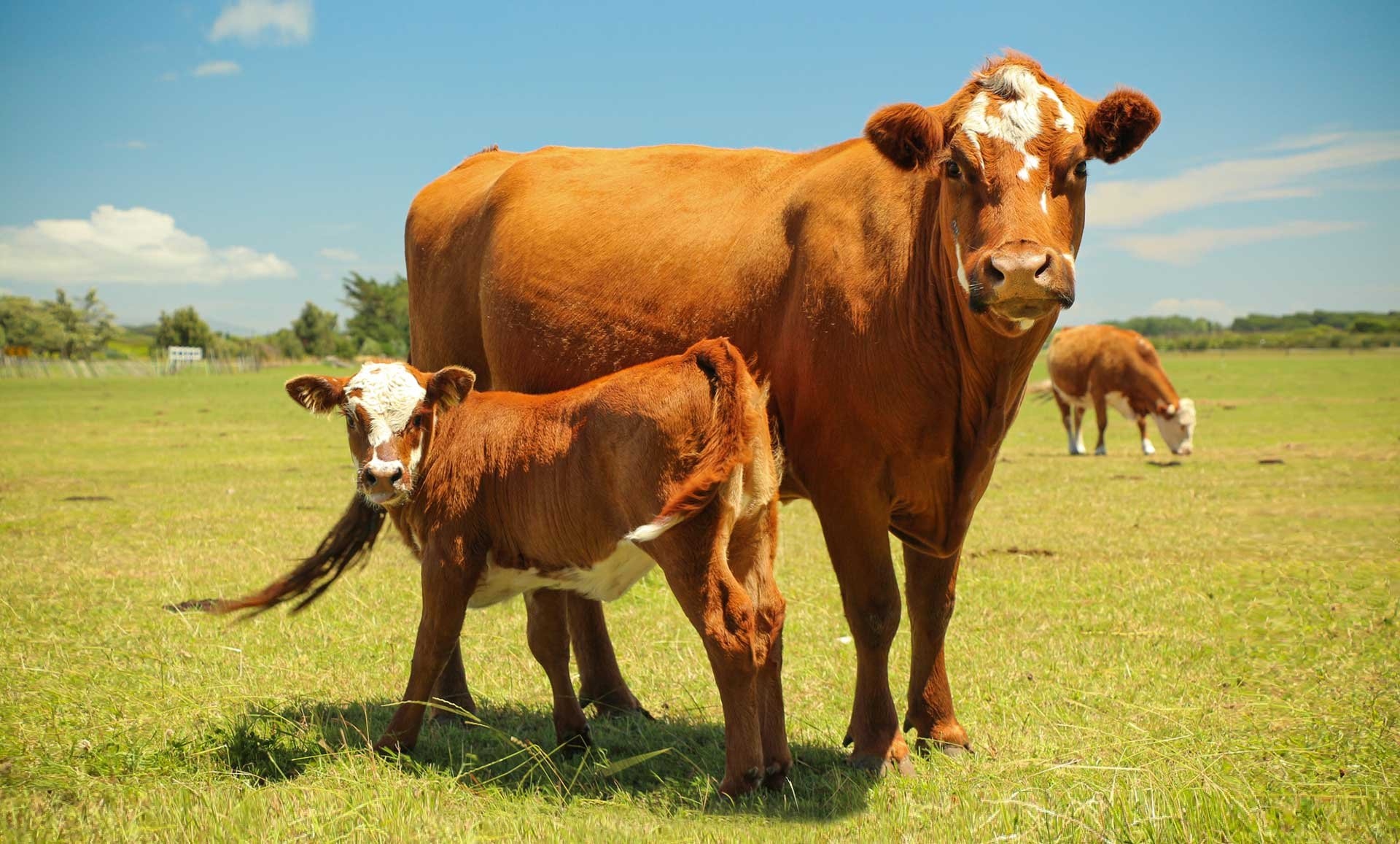 Stock Image 27405107 L 2015 Beef