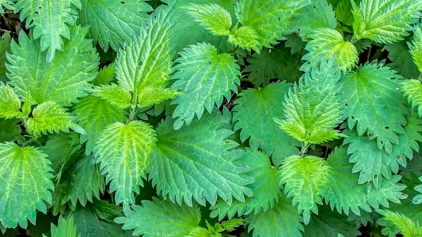 Isirgan Otu