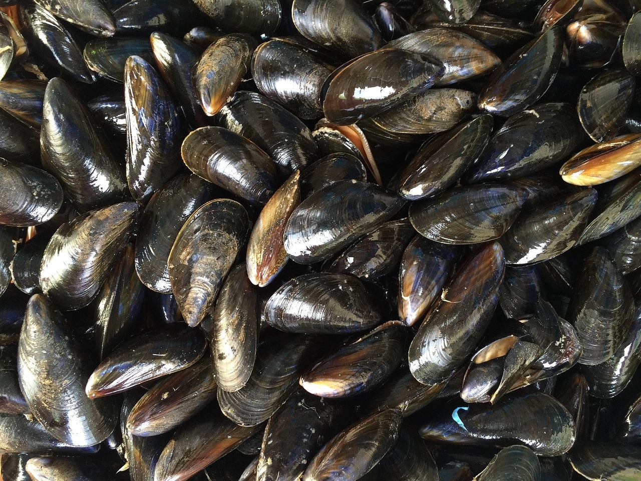 Mussels 1665863 1280