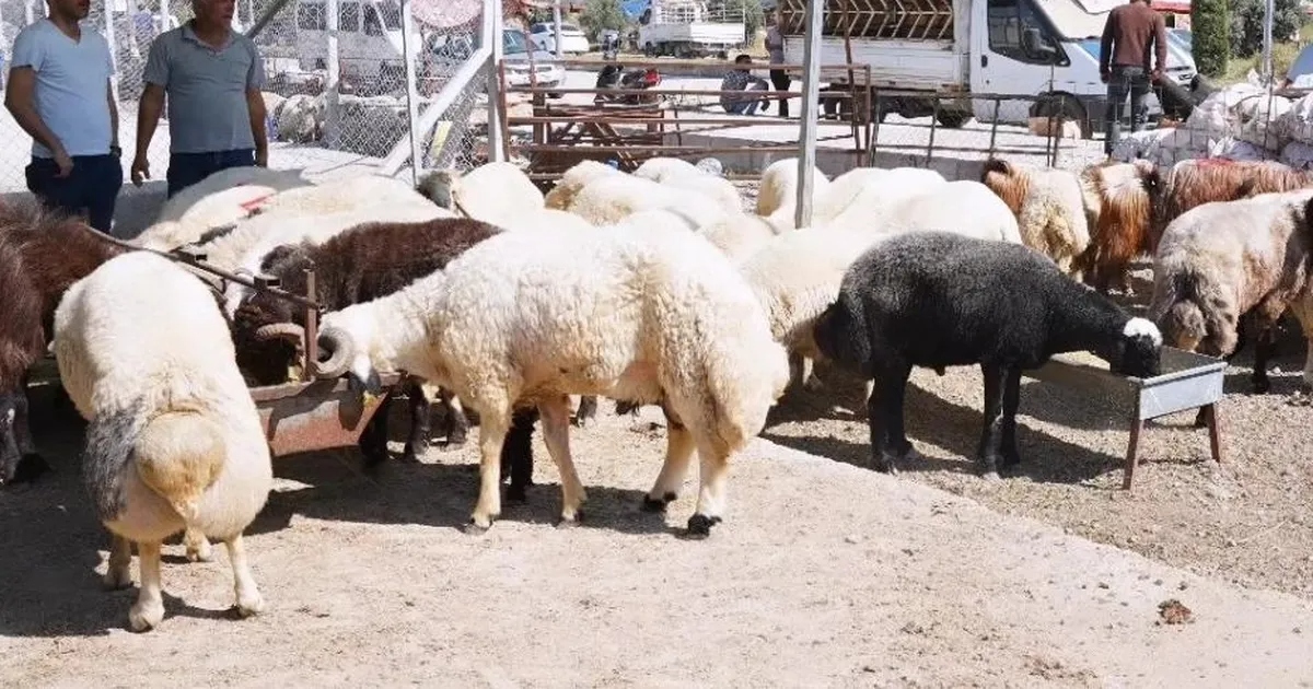 Osmaniye De Kurban Satis Pazarin