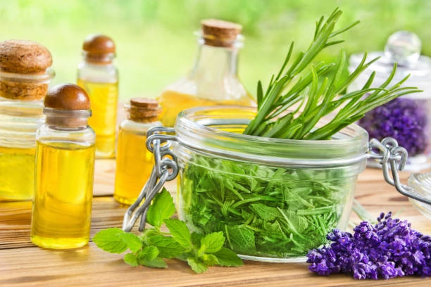 Various Herbs In The Garden And