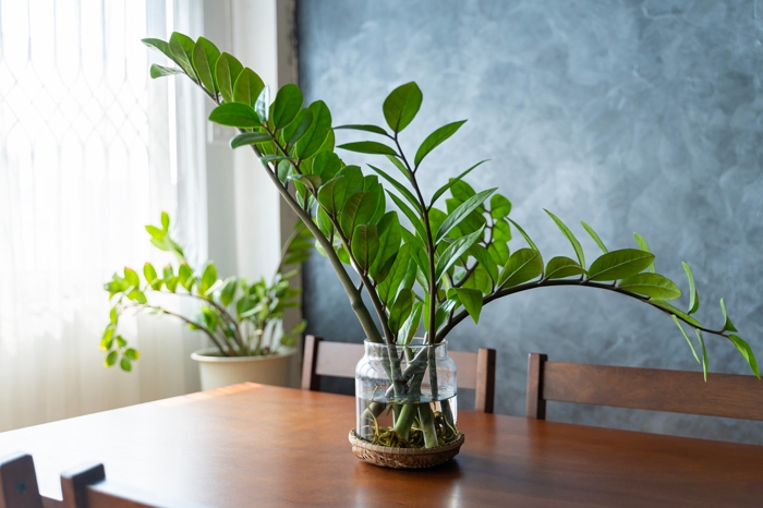 1Zzplant 17062025A5C4Cc51