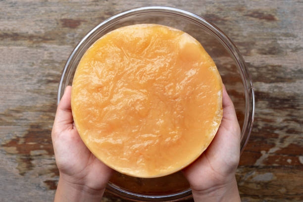 Kombucha Scoby
