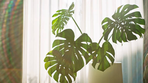 Monstera With Sunlight At Home