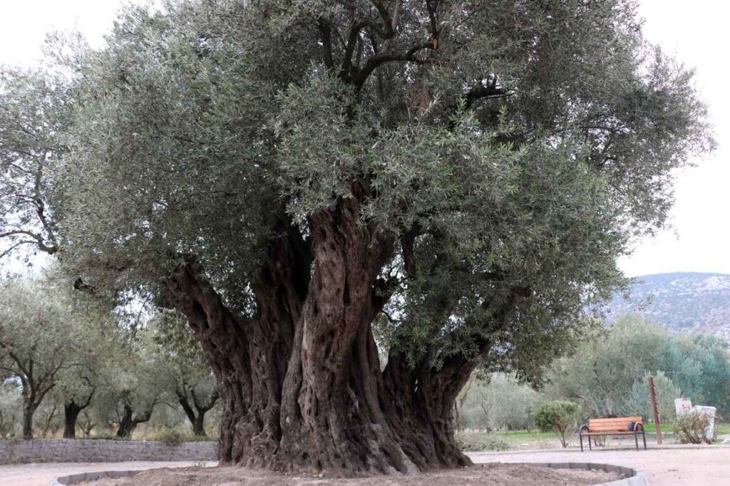 Turkiyenin Anit Agaclari Zamana