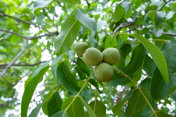 Unripe Green Shelled Walnuts On