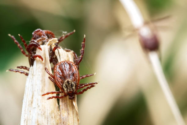 Group Of Mites On A Dry Grass In
