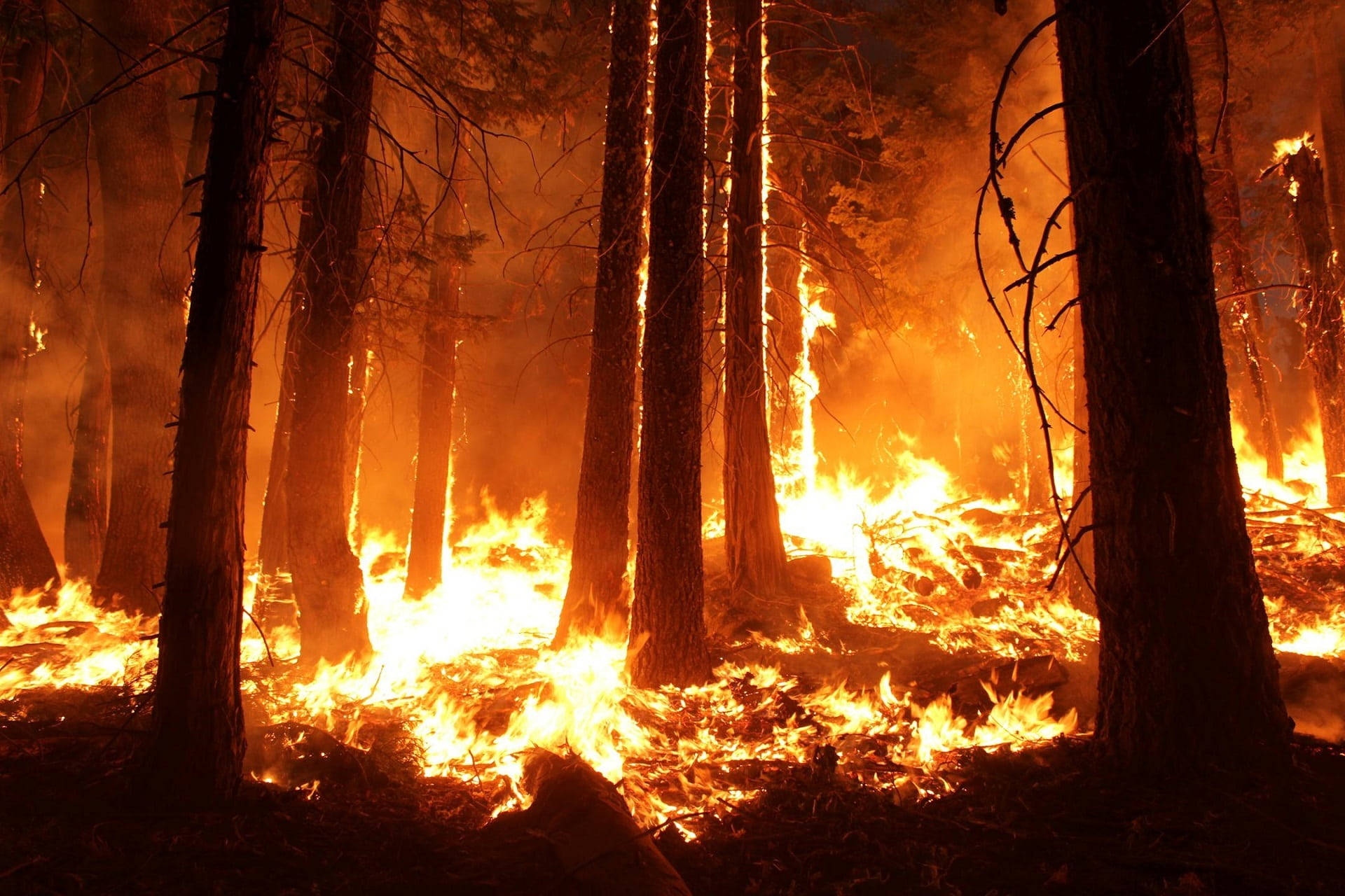 High Temperature Burning Forest